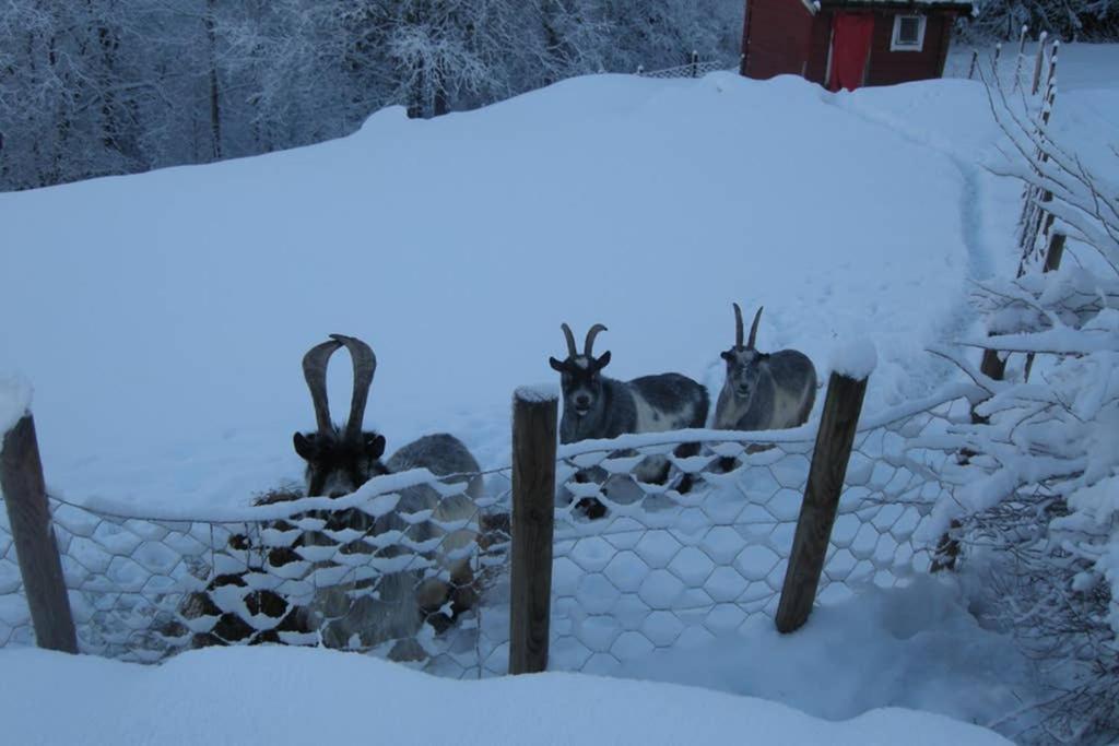 Farm stay Skjerping Gardshus, Lonevag